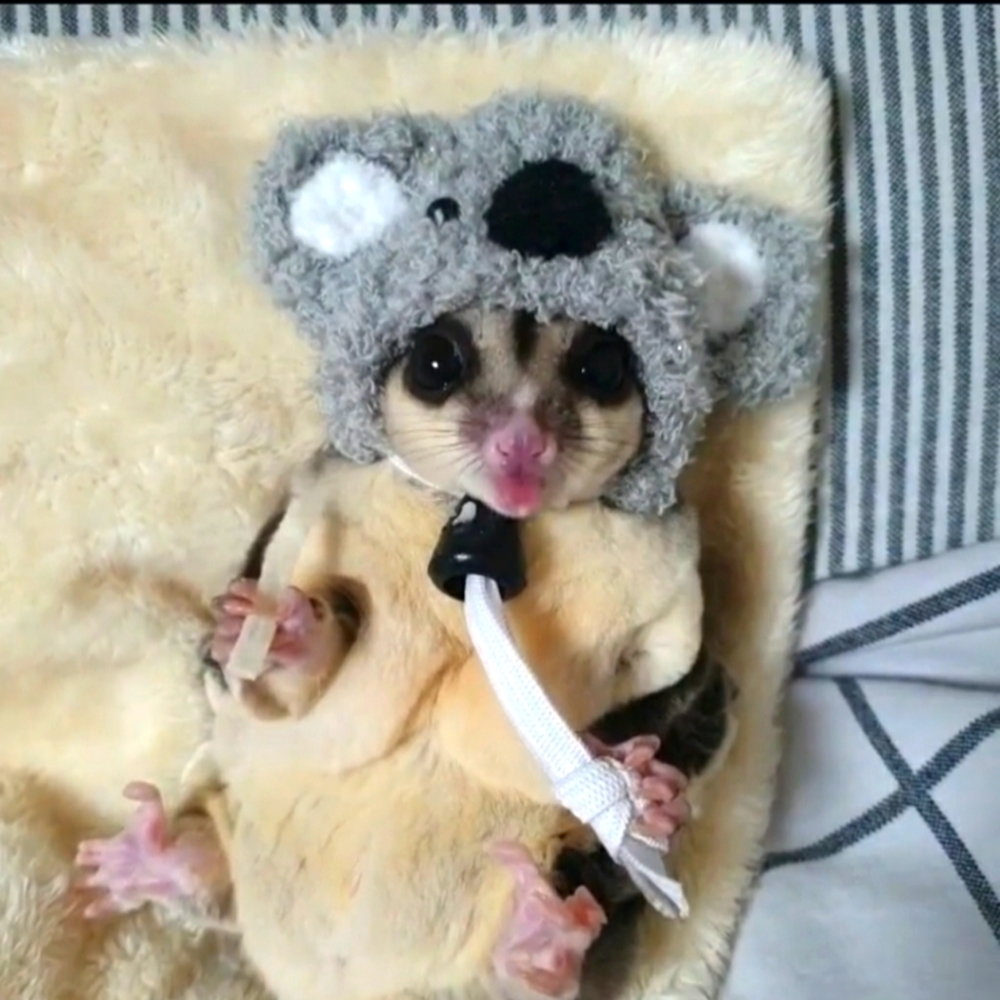 Sugar Glider hat